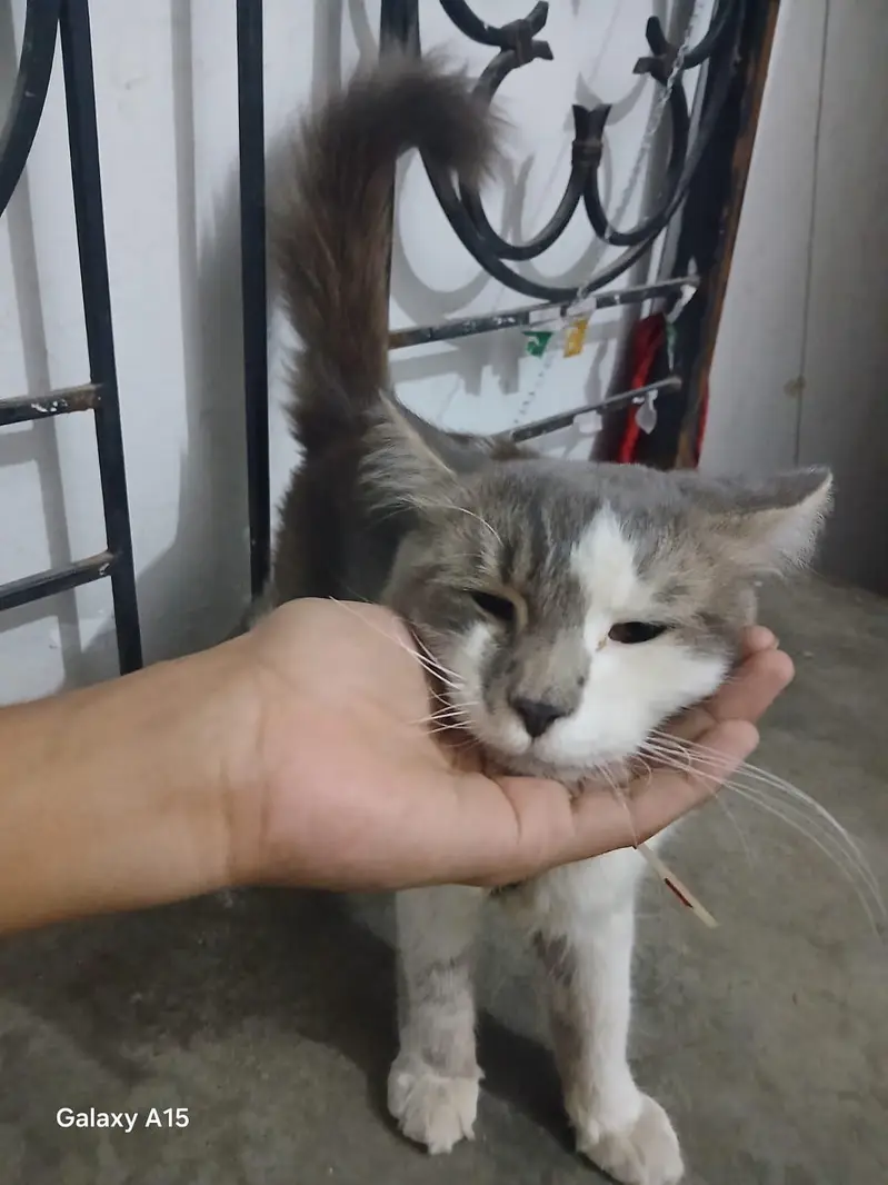 male Cat for sale — photo 7