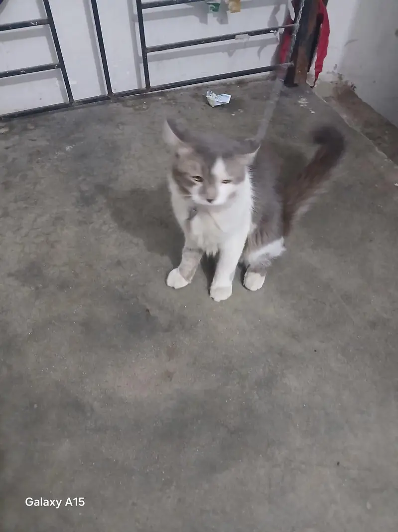 male Cat for sale — photo 8