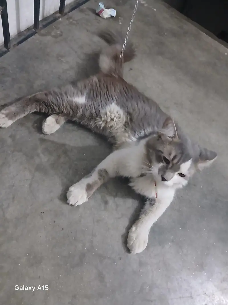 male Cat for sale — photo 9