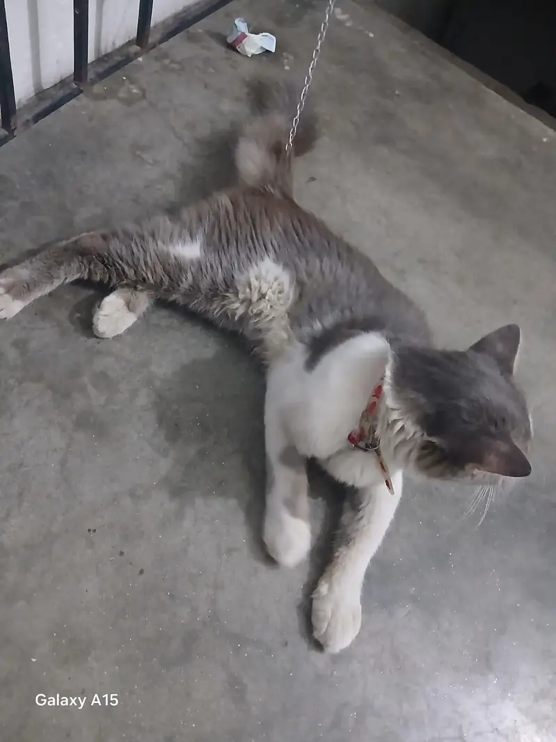male Cat for sale — photo 10