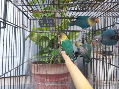Lovebird best quality pair urgent sale