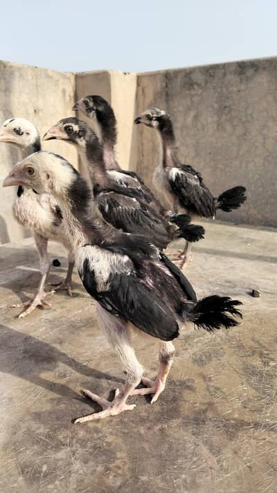 Pakoye+penus chicks for sale