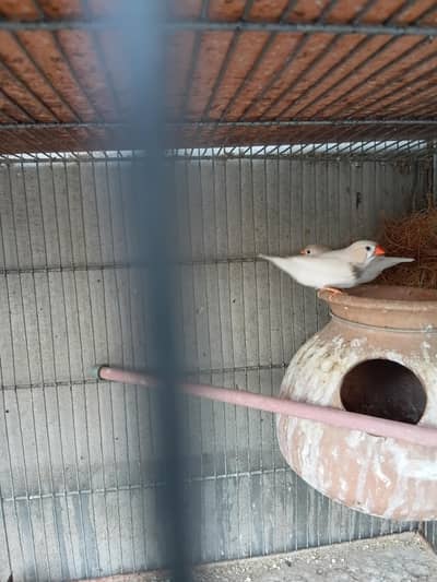 Mutation finches