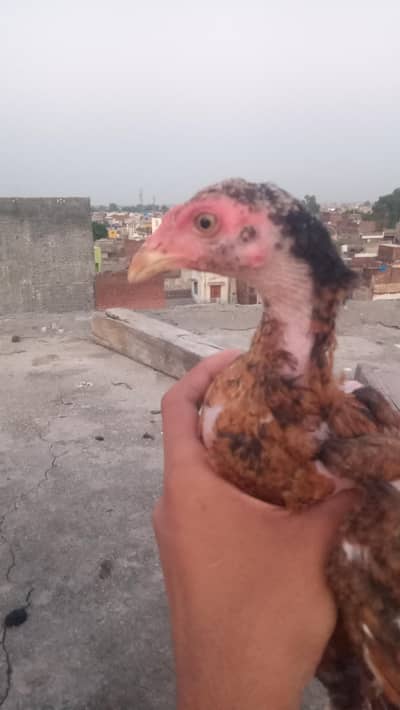 achi nasl hai ,lraka nasl