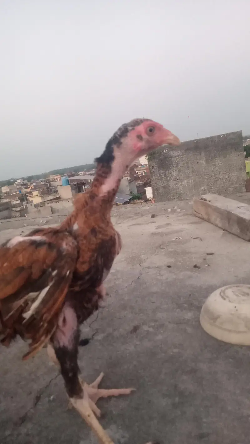 achi nasl hai ,lraka nasl — photo 2