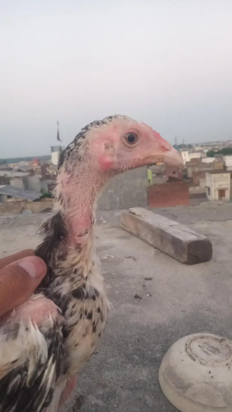 achi nasl hai ,lraka nasl — photo 4