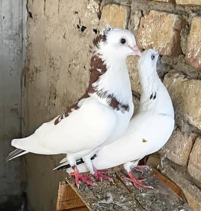 Fancy pigeons