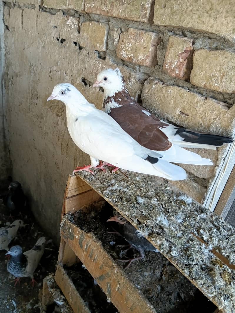 Fancy pigeons 1