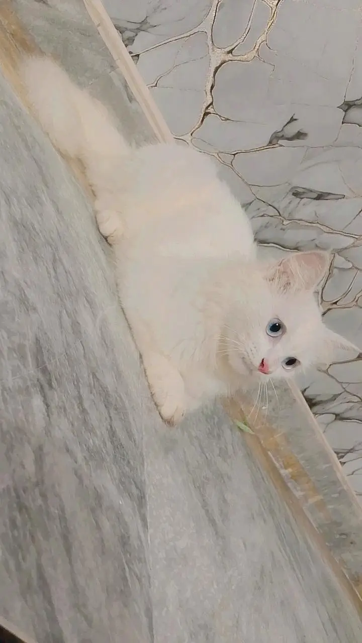 Cat for sale — photo 2