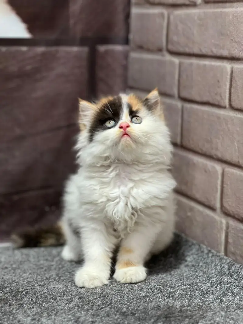 cash on delivery available Persian punch face cat kitten — photo 2