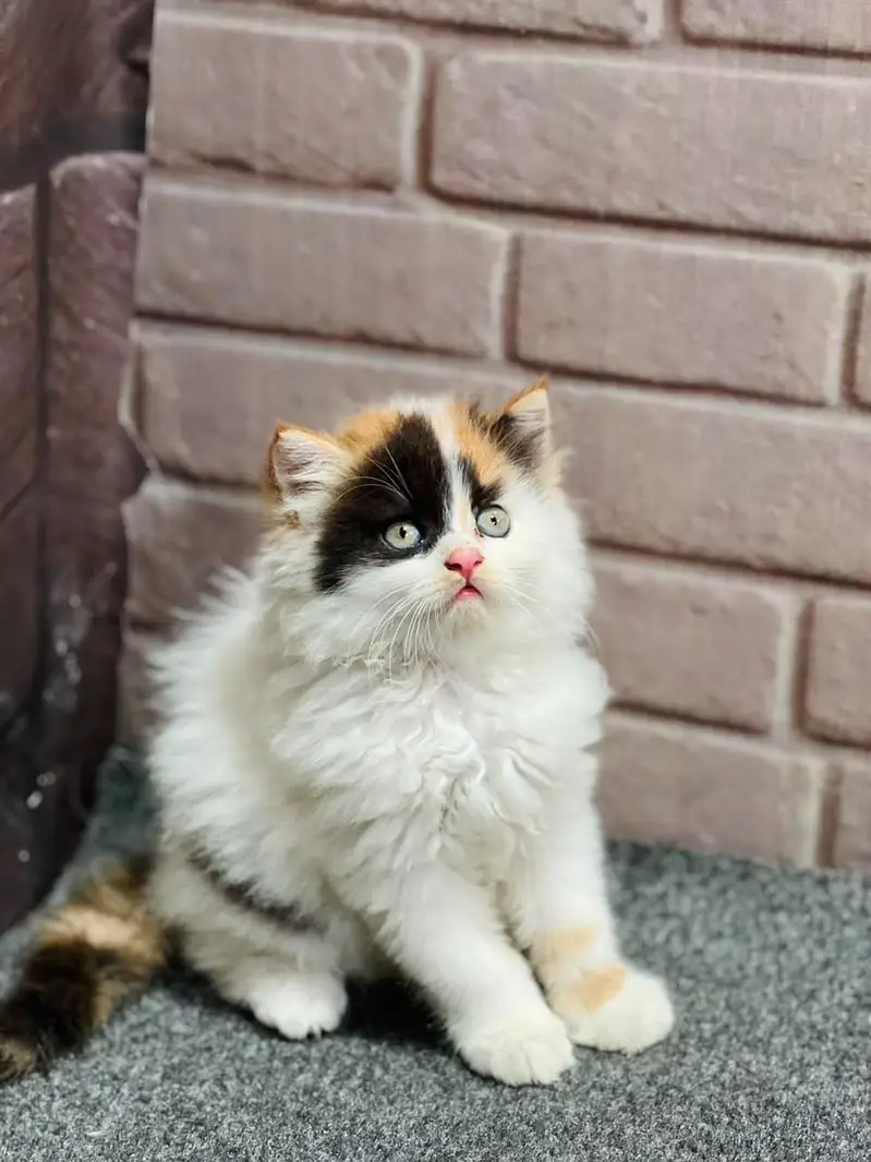 cash on delivery available Persian punch face cat kitten — photo 3