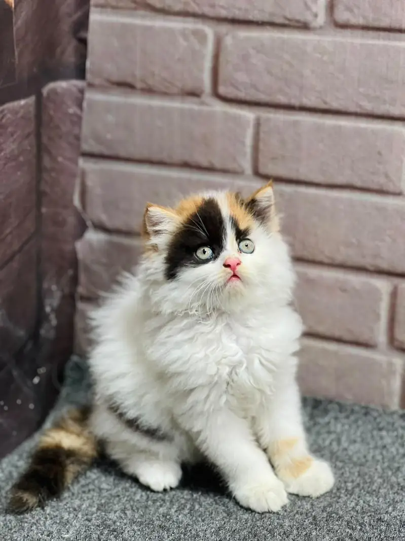 cash on delivery available Persian punch face cat kitten — photo 4