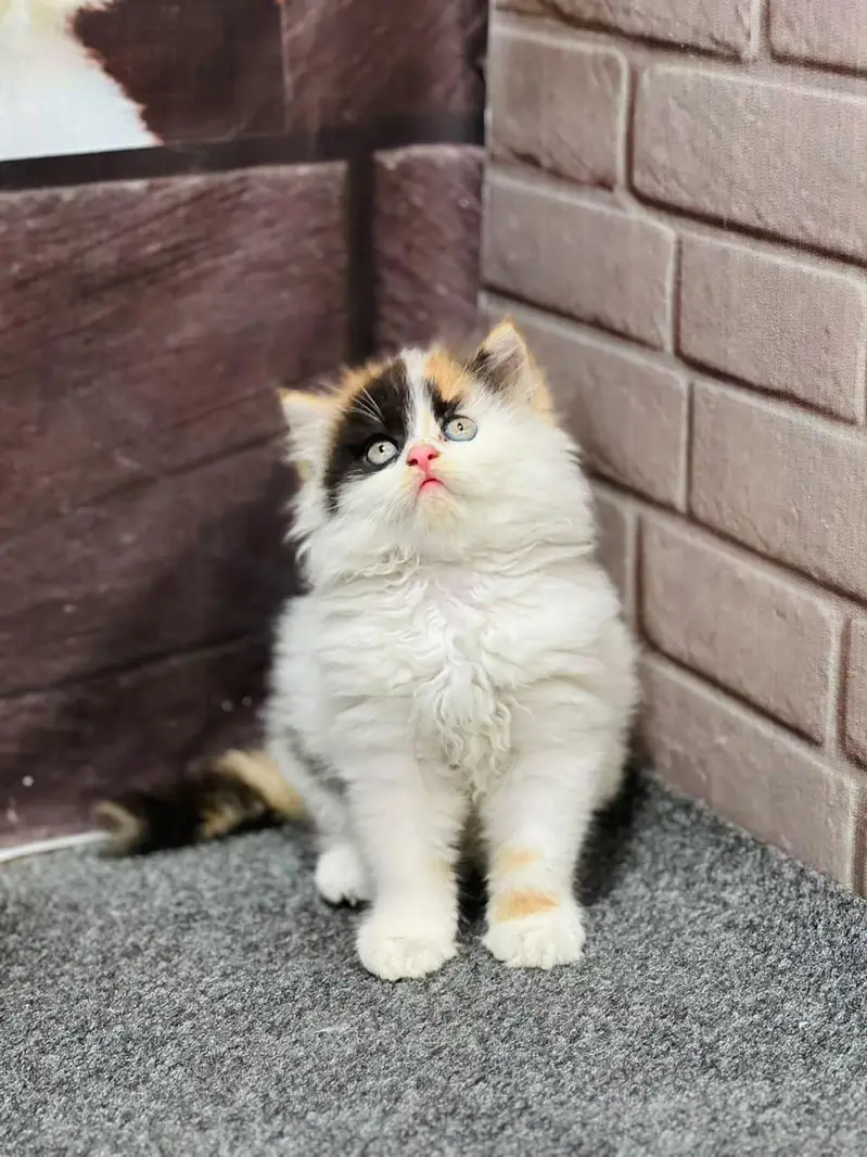 cash on delivery available Persian punch face cat kitten — photo 5