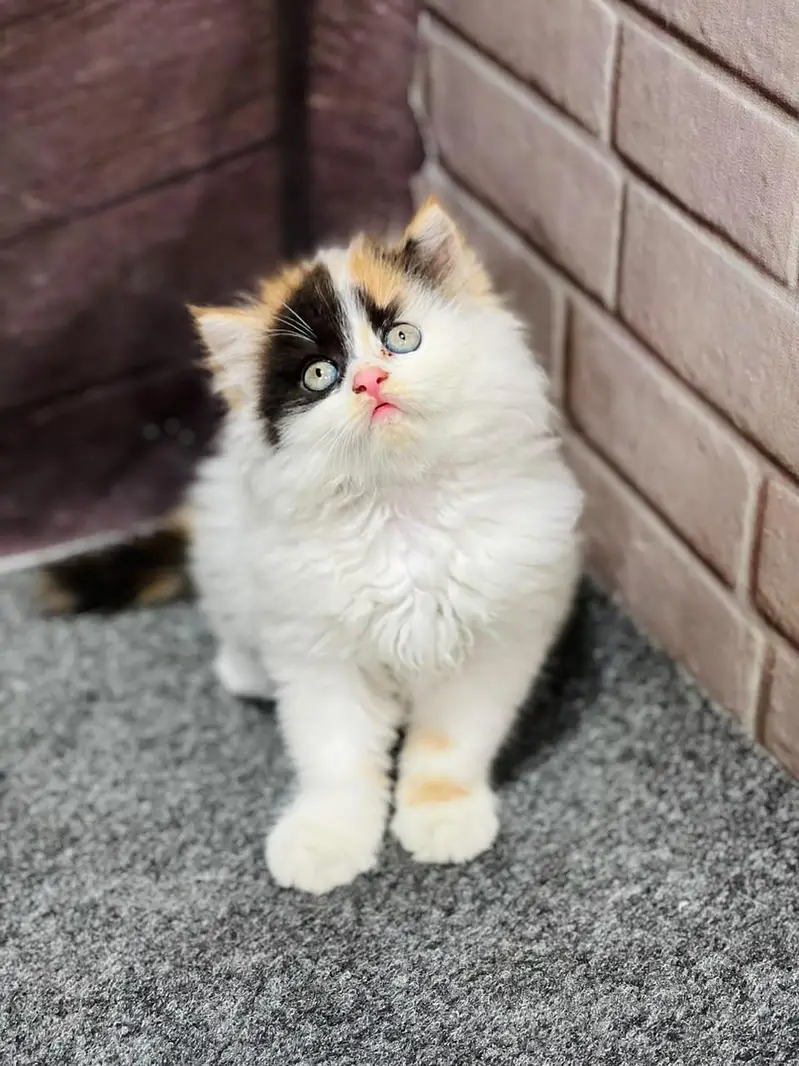 cash on delivery available Persian punch face cat kitten — photo 6