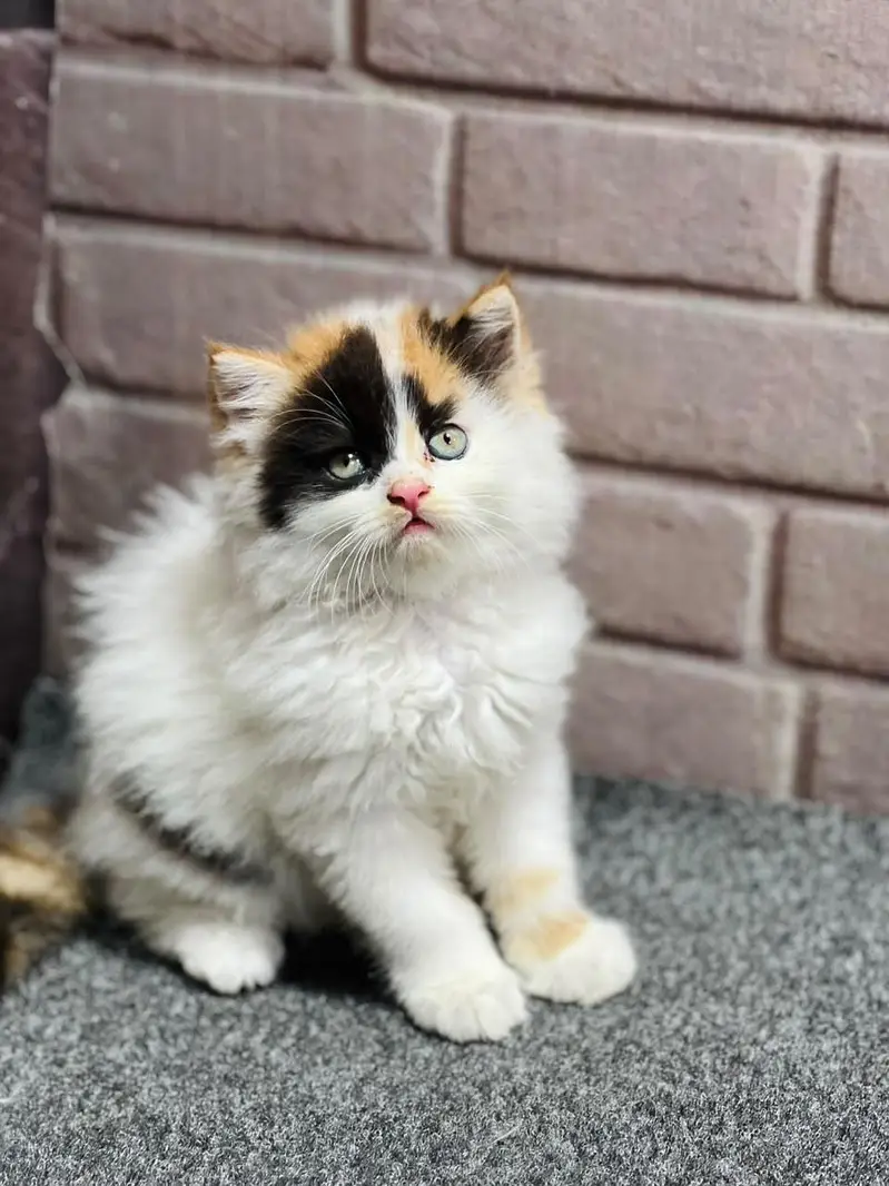cash on delivery available Persian punch face cat kitten — photo 8