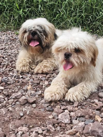 shihtzu pair available for sale