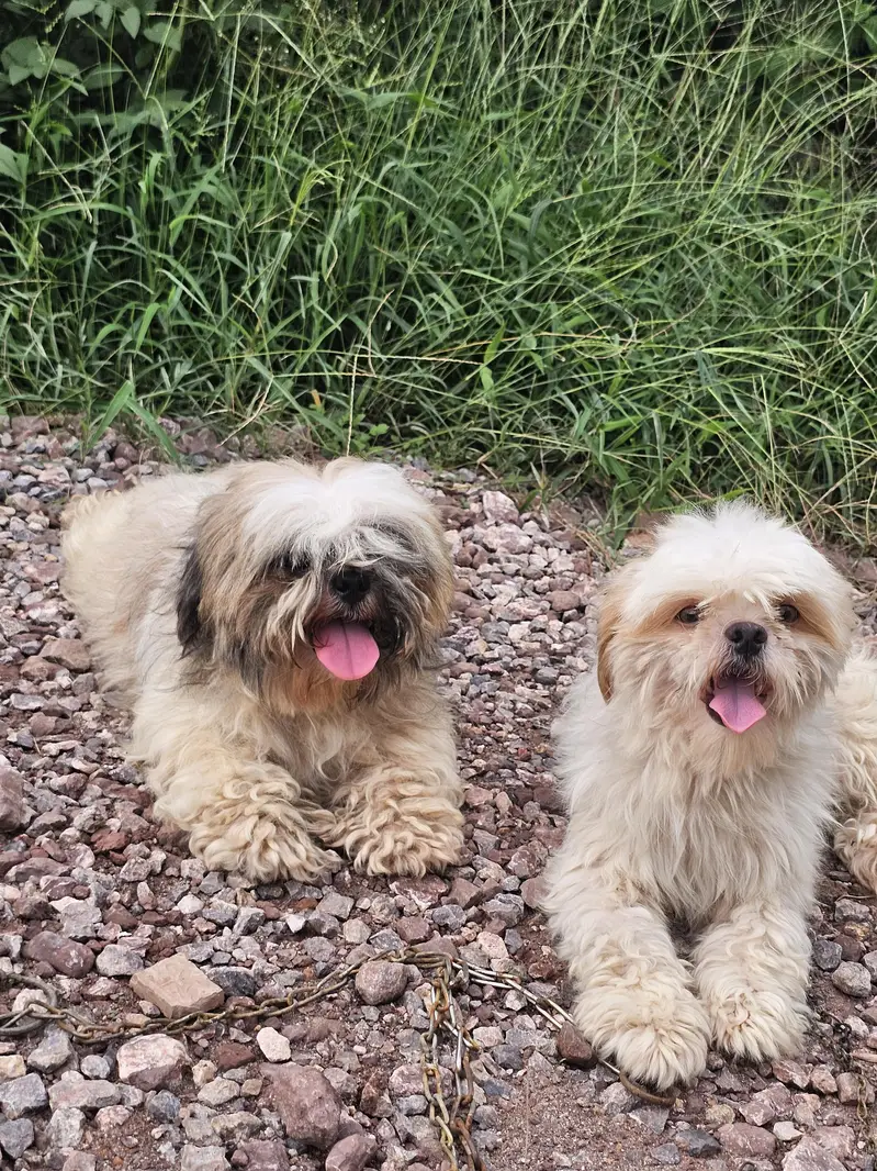 shihtzu pair available for sale — photo 2
