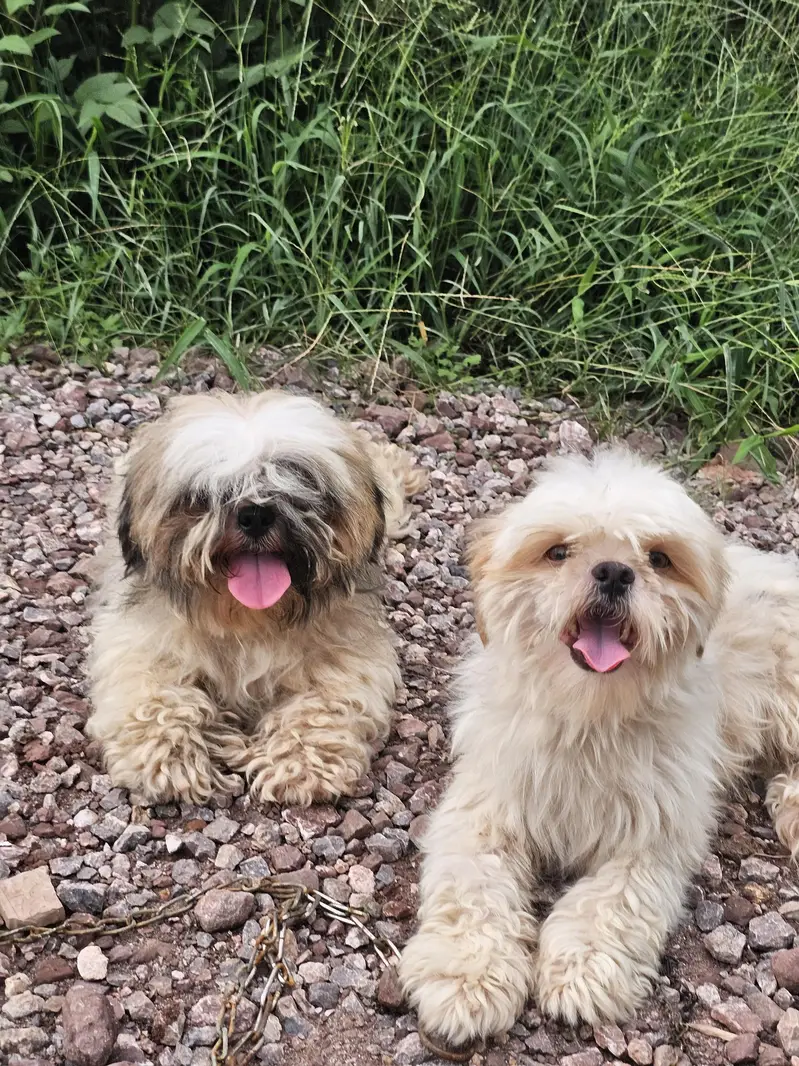 shihtzu pair available for sale — photo 3
