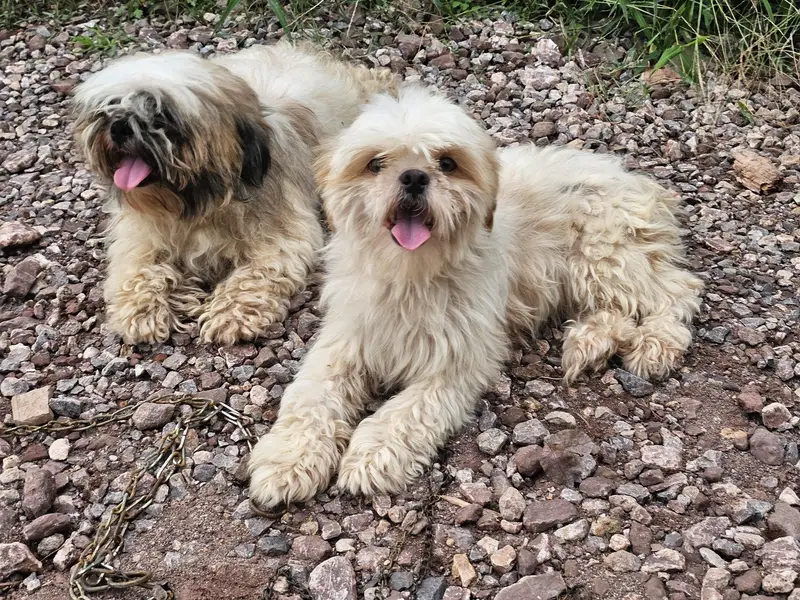 shihtzu pair available for sale — photo 4