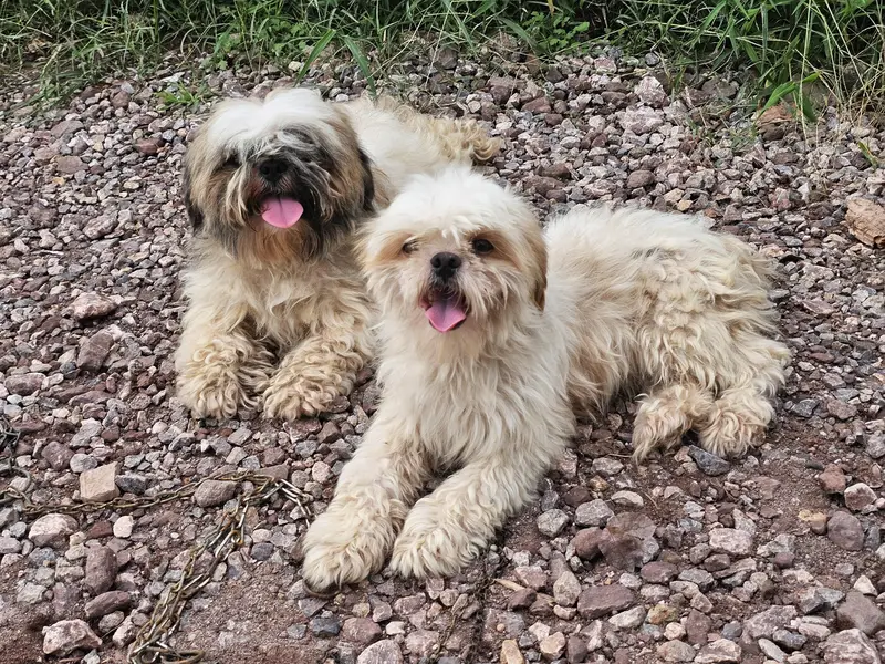shihtzu pair available for sale — photo 5