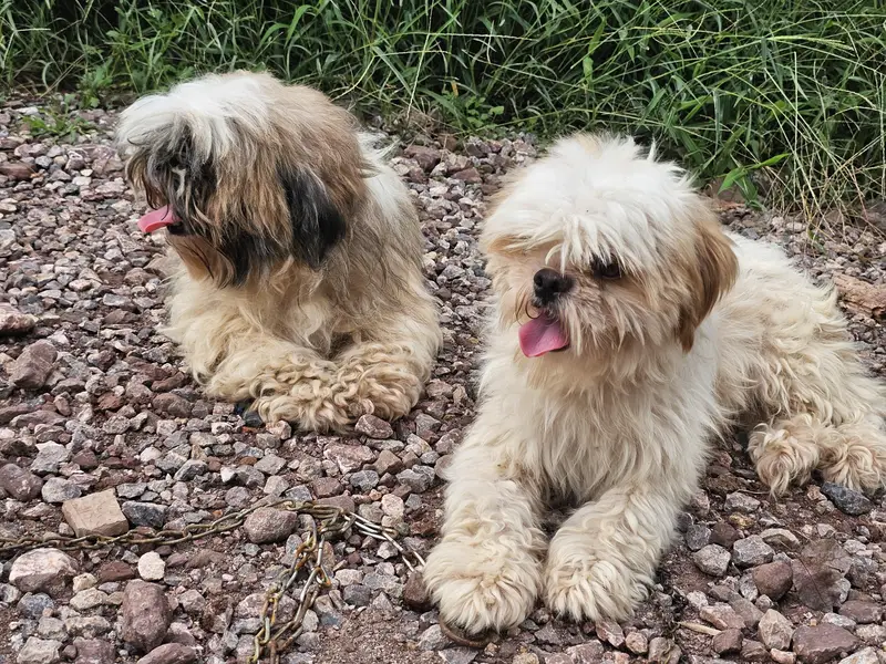 shihtzu pair available for sale — photo 6