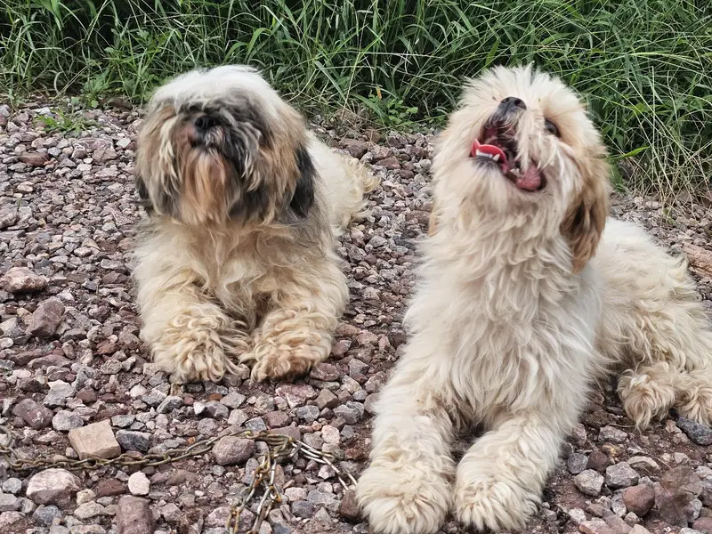 shihtzu pair available for sale — photo 7