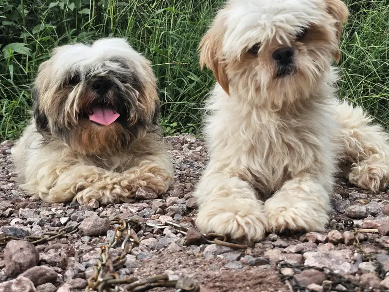 shihtzu pair available for sale — photo 8
