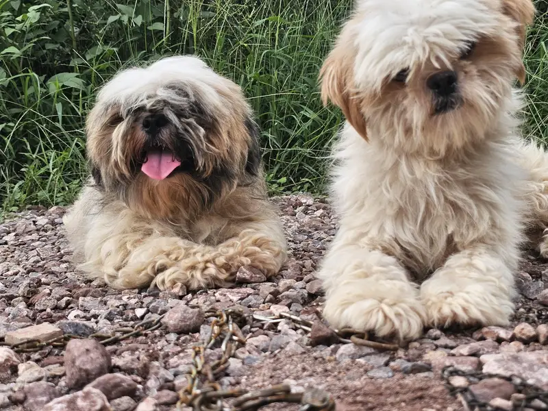 shihtzu pair available for sale — photo 9