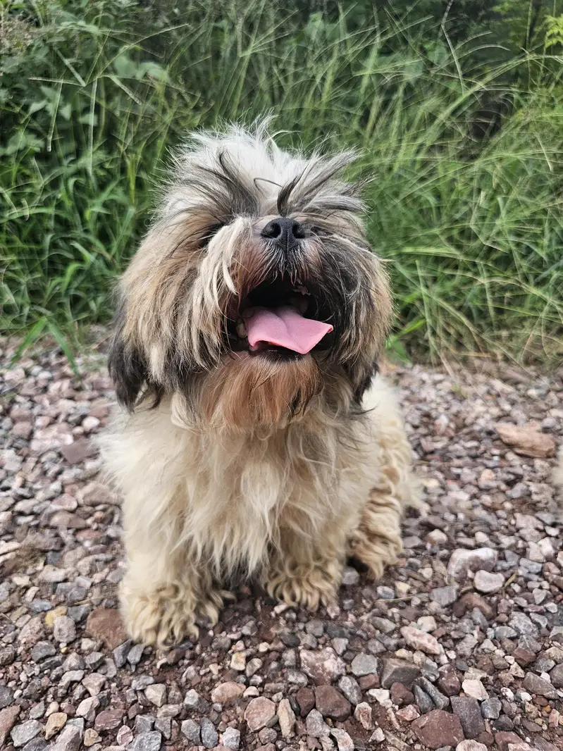 shihtzu pair available for sale — photo 10