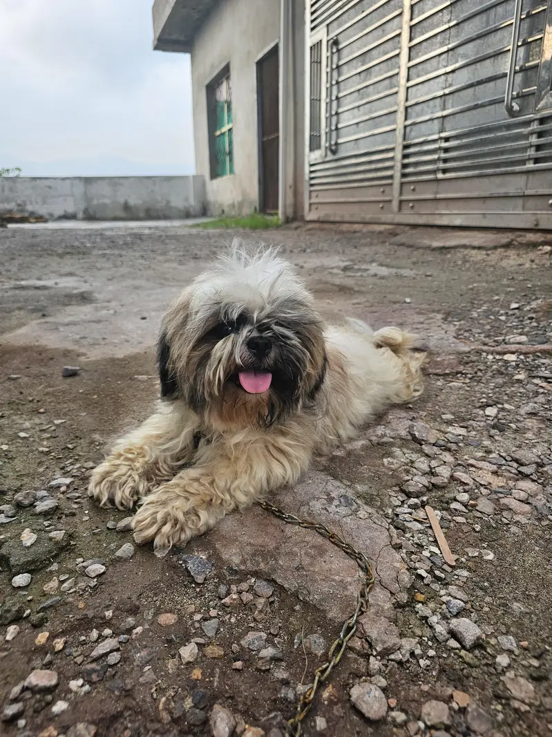 shihtzu pair available for sale — photo 11