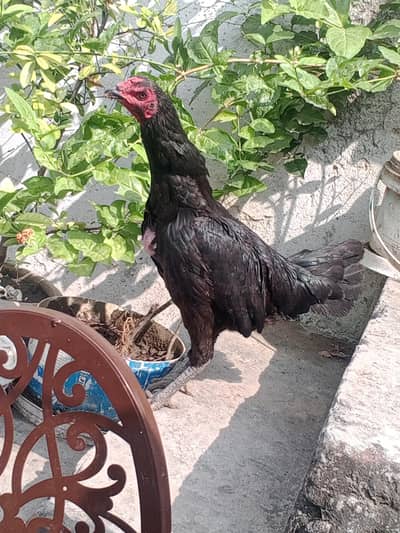 Beautiful Thai Aseel Hen | Healthy & Active | For Sale