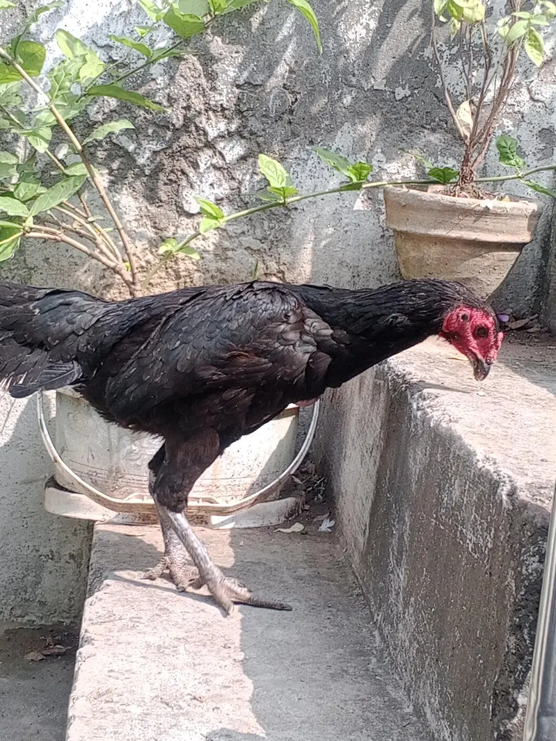 Beautiful Thai Aseel Hen | Healthy & Active | For Sale — photo 2