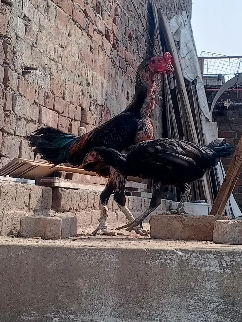 Beautiful Thai Aseel Hen | Healthy & Active | For Sale — photo 3