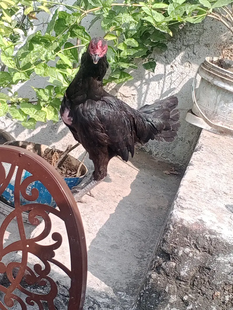 Beautiful Thai Aseel Hen | Healthy & Active | For Sale — photo 4