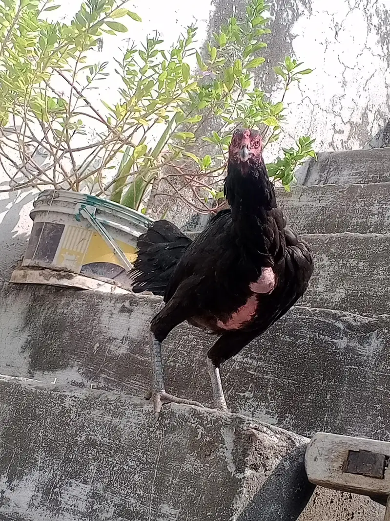 Beautiful Thai Aseel Hen | Healthy & Active | For Sale — photo 5
