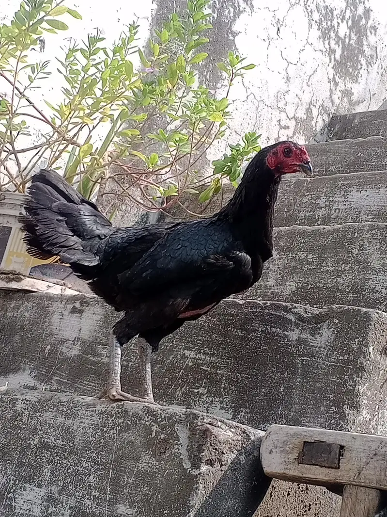 Beautiful Thai Aseel Hen | Healthy & Active | For Sale — photo 6