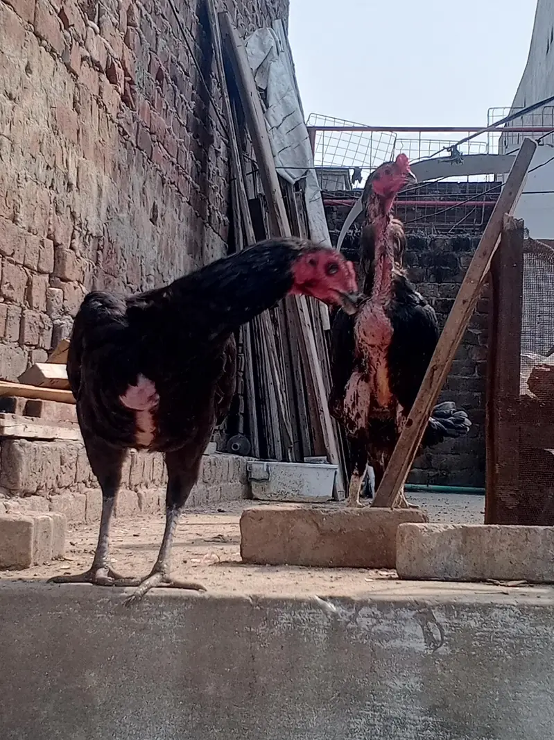Beautiful Thai Aseel Hen | Healthy & Active | For Sale — photo 7