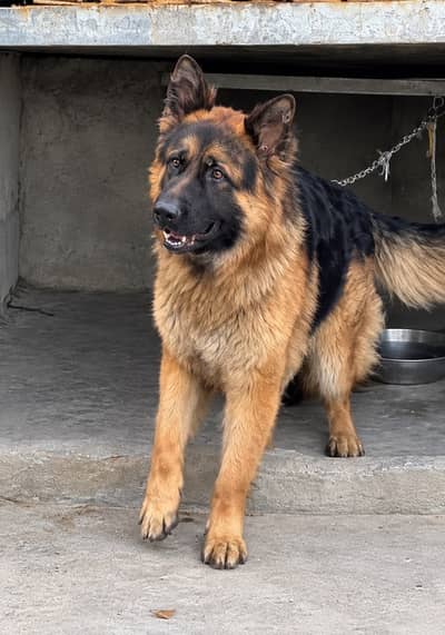 German shepherd for sale! | Max | pure breed | trained
