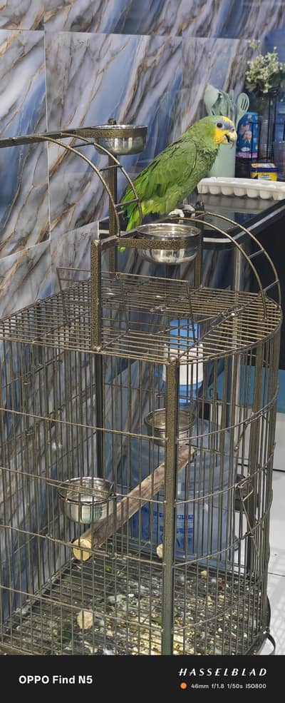 Amazon parrot with cage