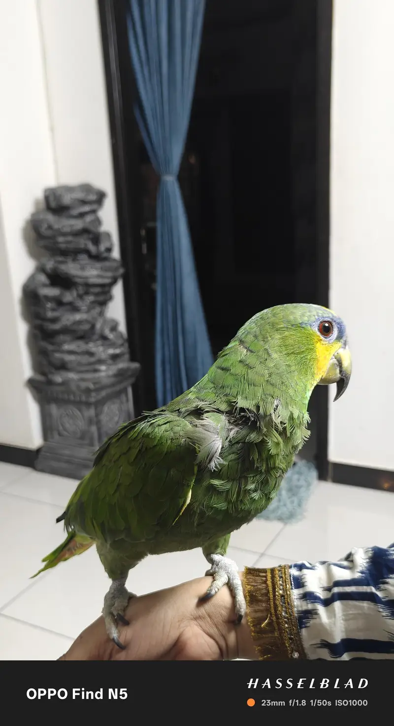 Amazon parrot with cage — photo 2