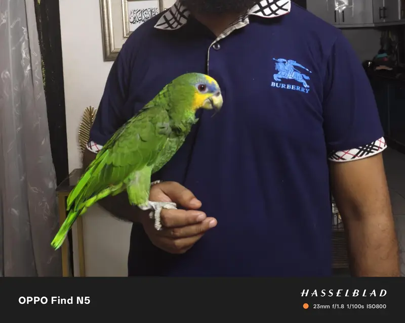 Amazon parrot with cage — photo 3