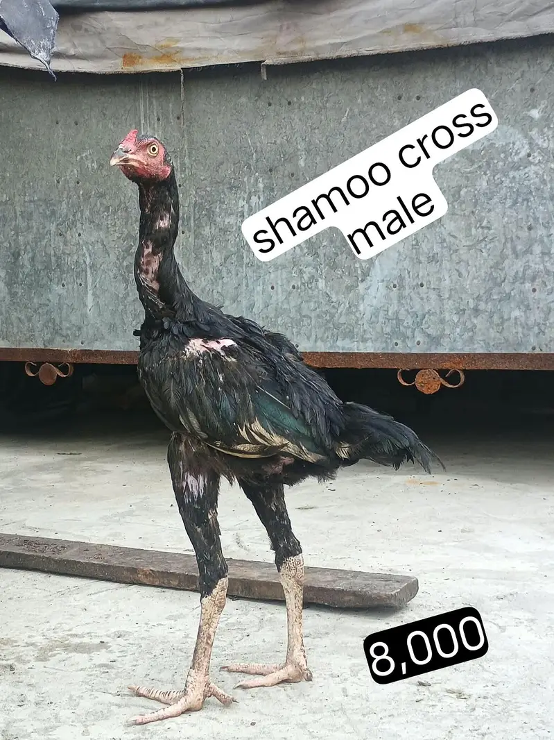 dragon, shamoo and white hen — photo 3