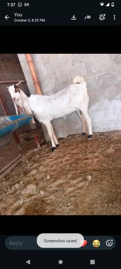 healthy kamori Cross 2 month