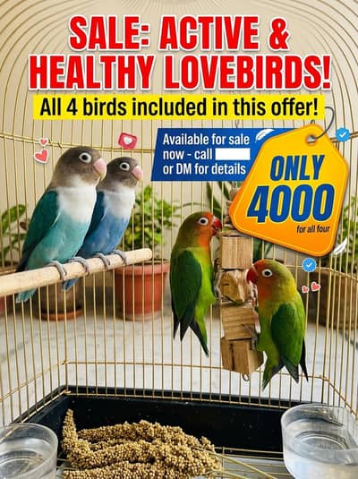 Love birds