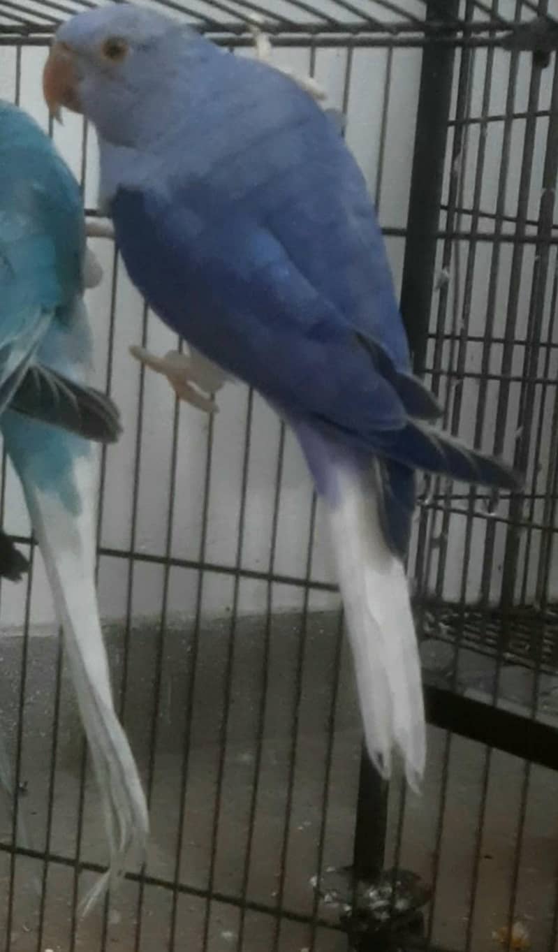 violet Ct 0