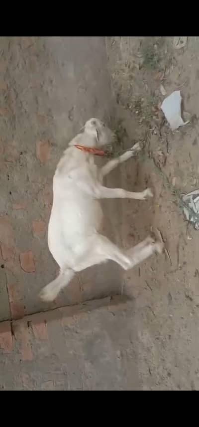 (tedy) Bakra