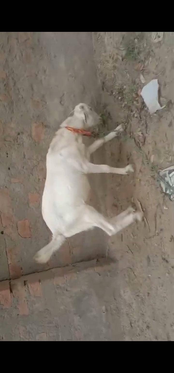 (tedy) Bakra 0