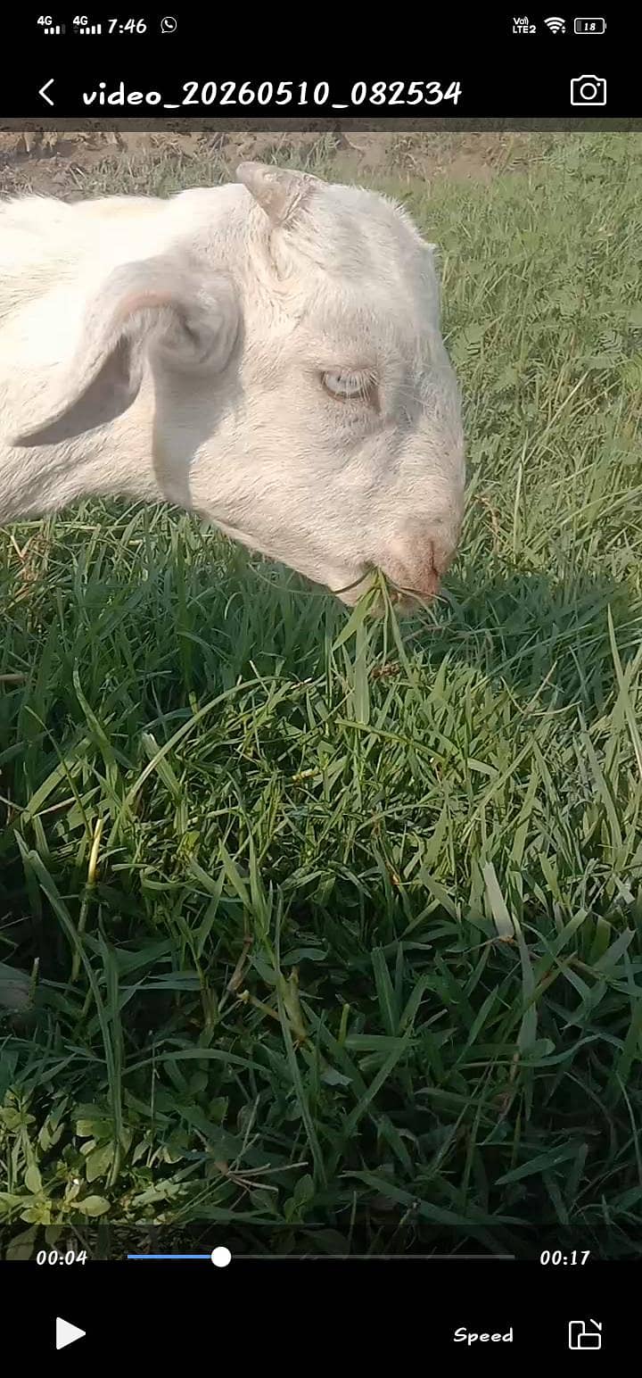 (tedy) Bakra 1