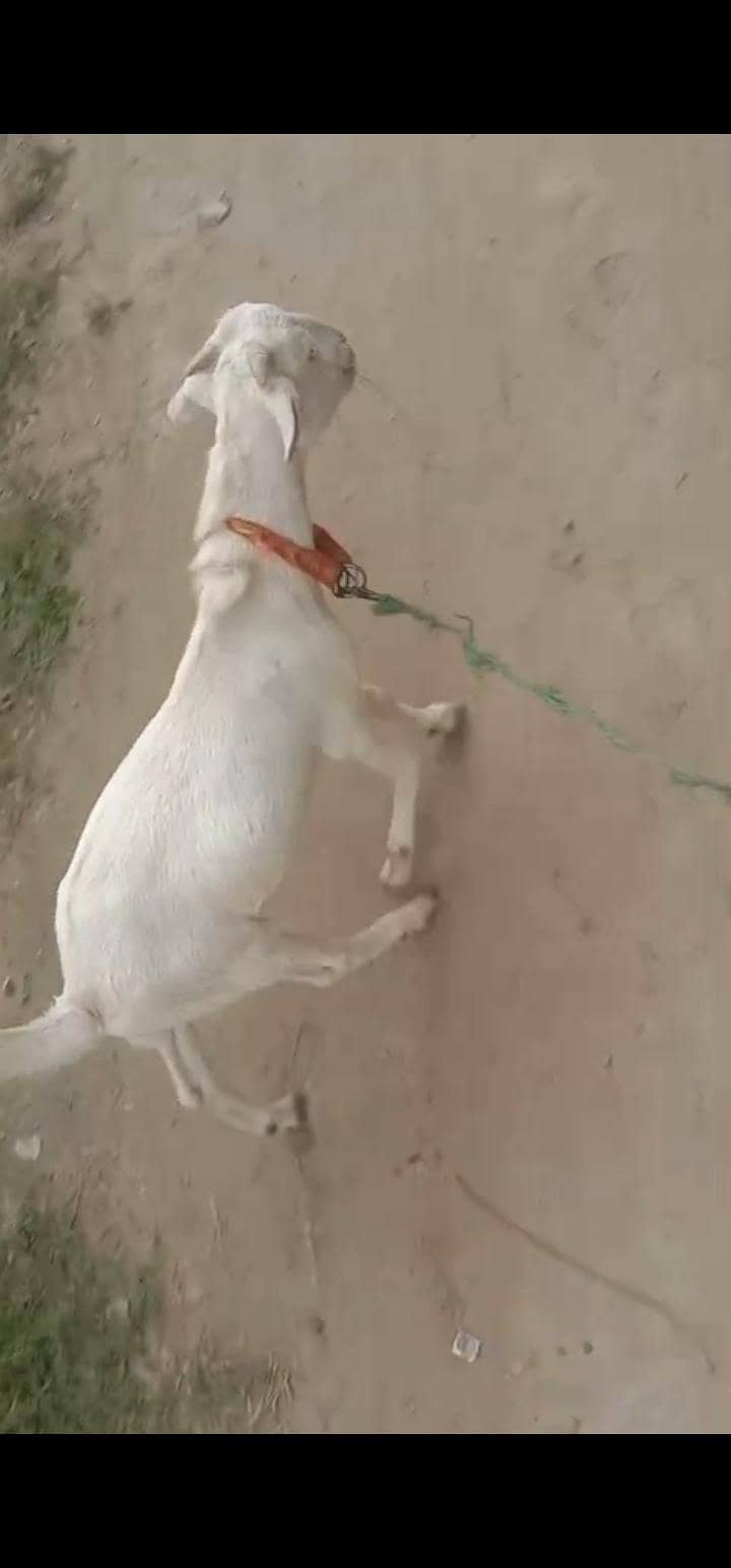 (tedy) Bakra 2