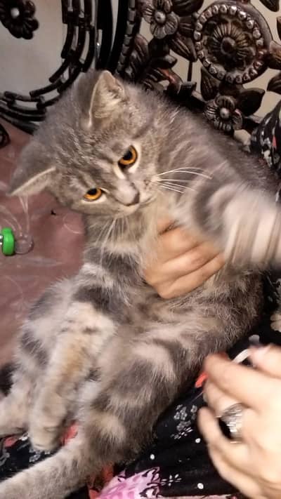 male cat for sale